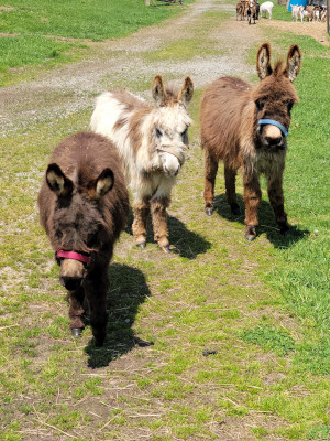 3 Sweet and Beautiful Miniature Donkey weanlings